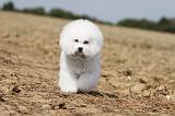 BICHON FRISE 100